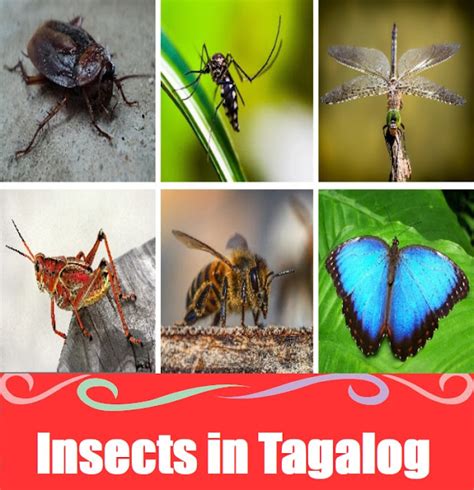 insect in tagalog|11 Words for Insects in Tagalog. .